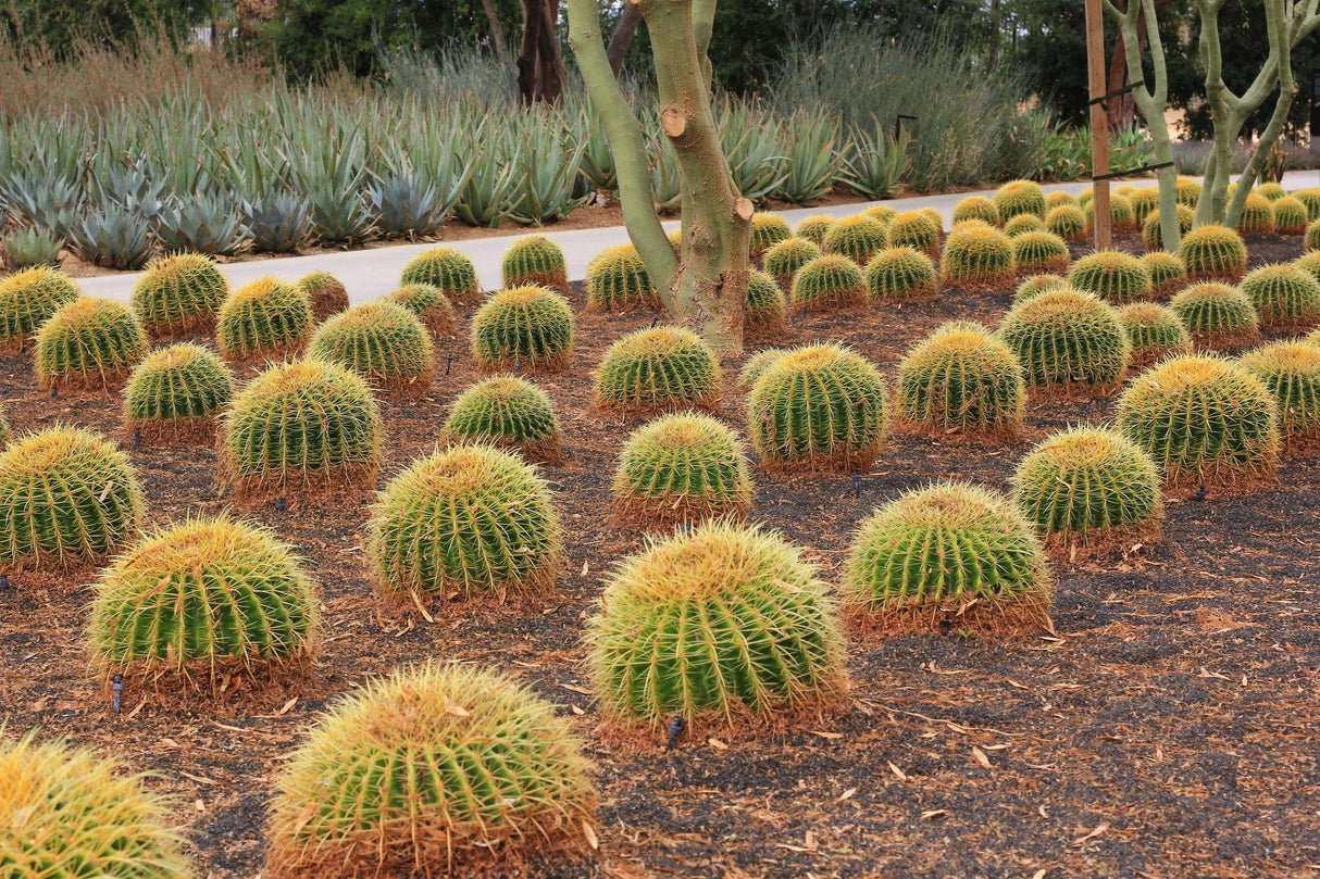 Golden Barrel Cactus - Echinocactus grusonii - Brisbane Plant Nursery