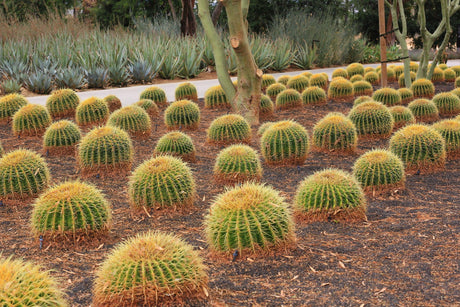 Golden Barrel Cactus - Echinocactus grusonii - Brisbane Plant Nursery