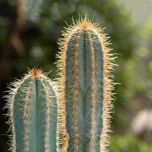 San Pedro Cactus