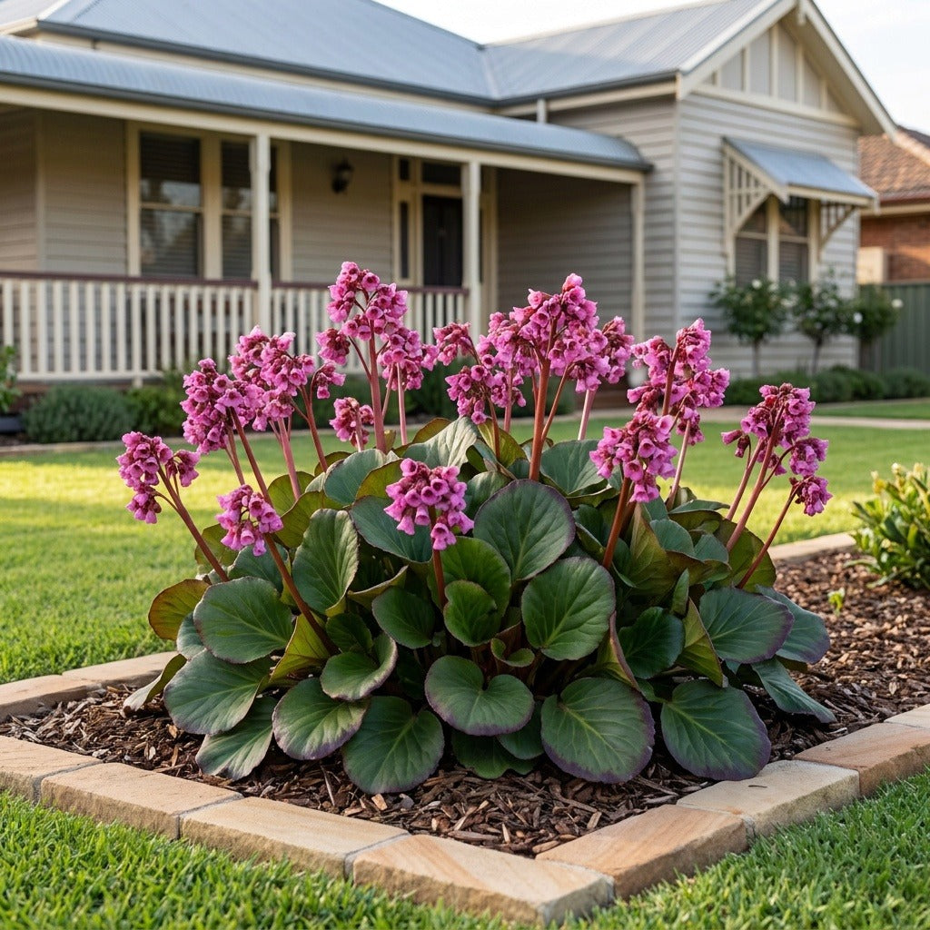 Eden's Dark Margin Elephant's Ears (Bergenia cordifolia 'Eden's Dark Margin') growing in a mulched garden bed in front of an Australian home