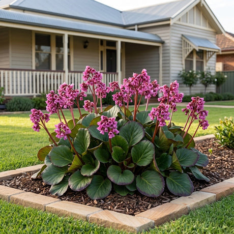 Elephant's Ears (Bergenia cordifolia)
