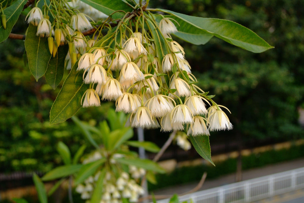 Hard Quandong Tree - Elaeocarpus obovatus - Brisbane Plant Nursery