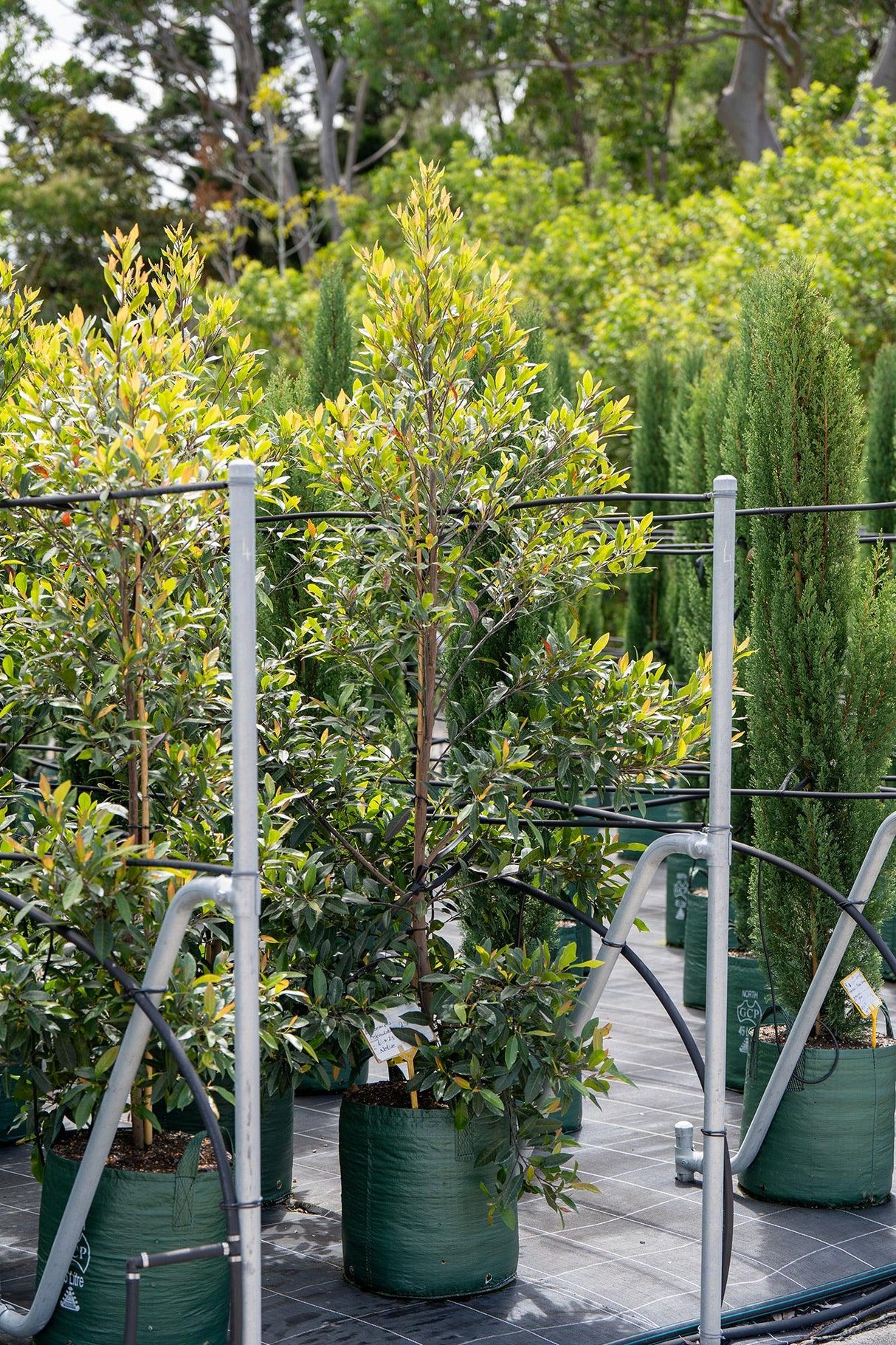 Blueberry Ash Tree - Elaeocarpus reticulatus - Brisbane Plant Nursery