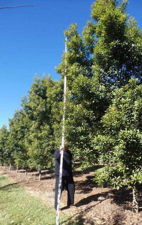 ELAEOCARPUS reticulatus Prima Donna (Blueberry Ash) - Ex Ground - Brisbane Plant Nursery