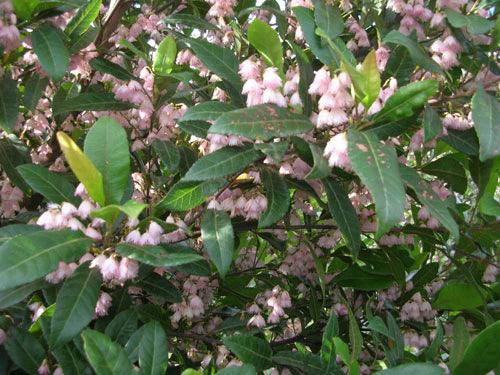 ELAEOCARPUS reticulatus Prima Donna (Blueberry Ash) - Ex Ground - Brisbane Plant Nursery