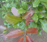 ELATTOSTACHYS xylocarpa - Ex Ground - Brisbane Plant Nursery