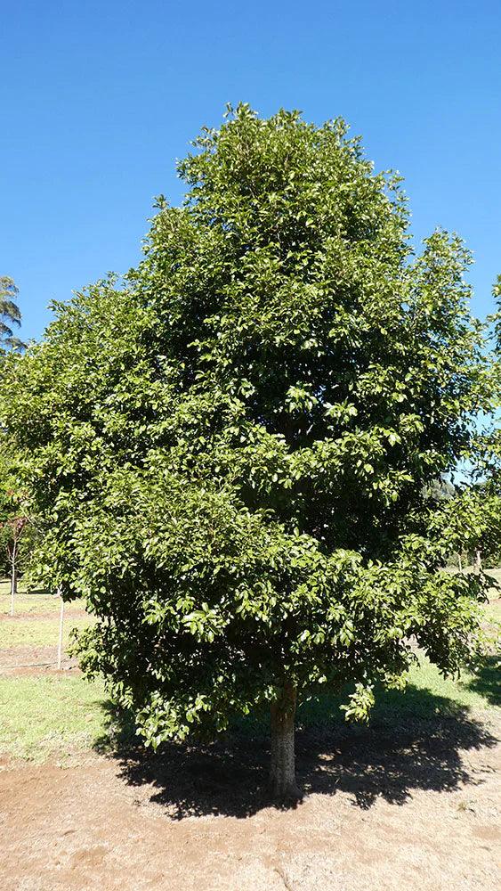 ELATTOSTACHYS xylocarpa - Ex Ground - Brisbane Plant Nursery