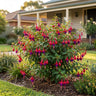 Electric Lights Fuchsia
