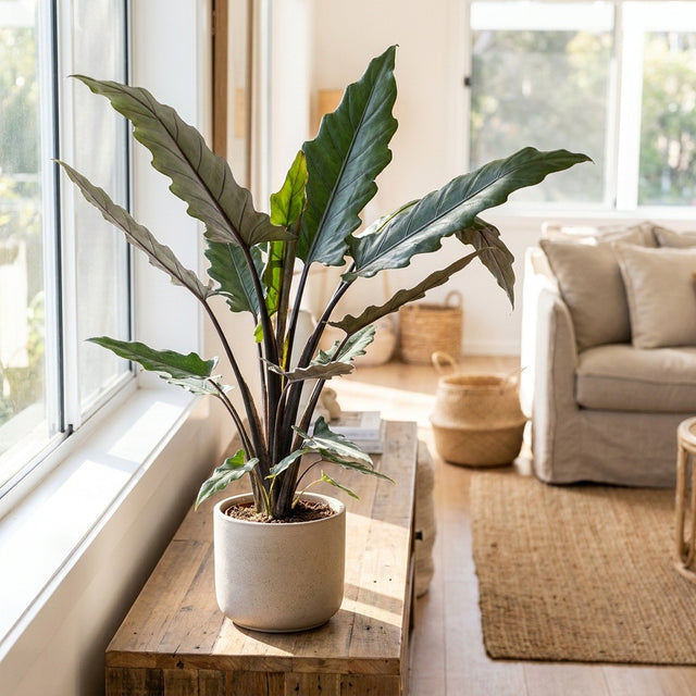 Elephant's Ear (Alocasia lauterbachiana)