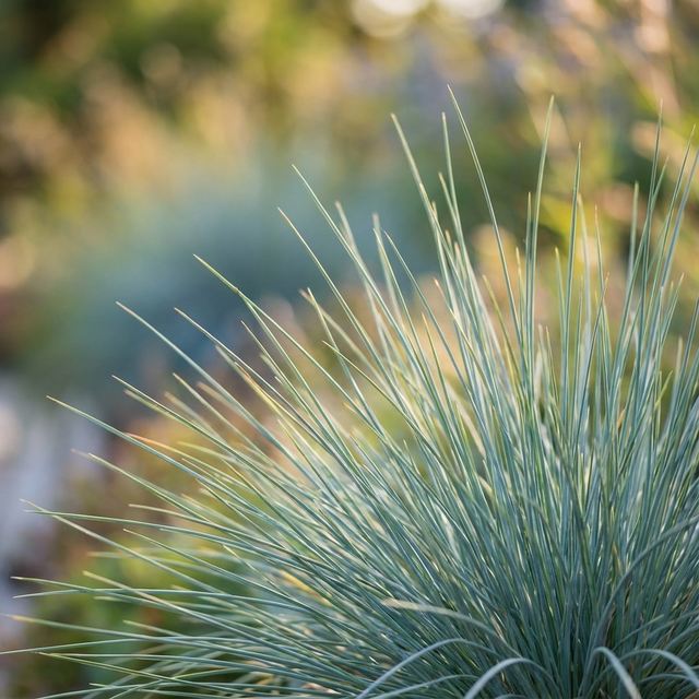 Close-up of Blue Fescue Grass - Festuca ‘Elijah Blue’ in sunlight, showing its striking blue-green hues and fine texture. This ornamental grass brightens gardens with vibrant color and distinctive form against a soft background.