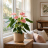 Emma Anthurium