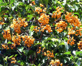 EMMENOSPERMA alphitonioides (Yellow Ash) - Ex Ground - Brisbane Plant Nursery