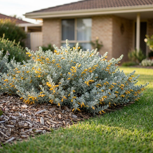 Emu Bush Kalbarri Carpet - Eremophila glabra 'Kalbarri Carpet'