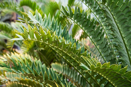 Whitelock's Cycad - Encephalartos whitelockii - Brisbane Plant Nursery