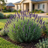 English Lavender