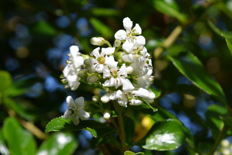 White Escallonia - Escallonia Iveyi - Brisbane Plant Nursery