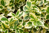 Japanese spindle - Euonymus japonicus - Brisbane Plant Nursery