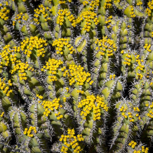 Candelabrum Cactus