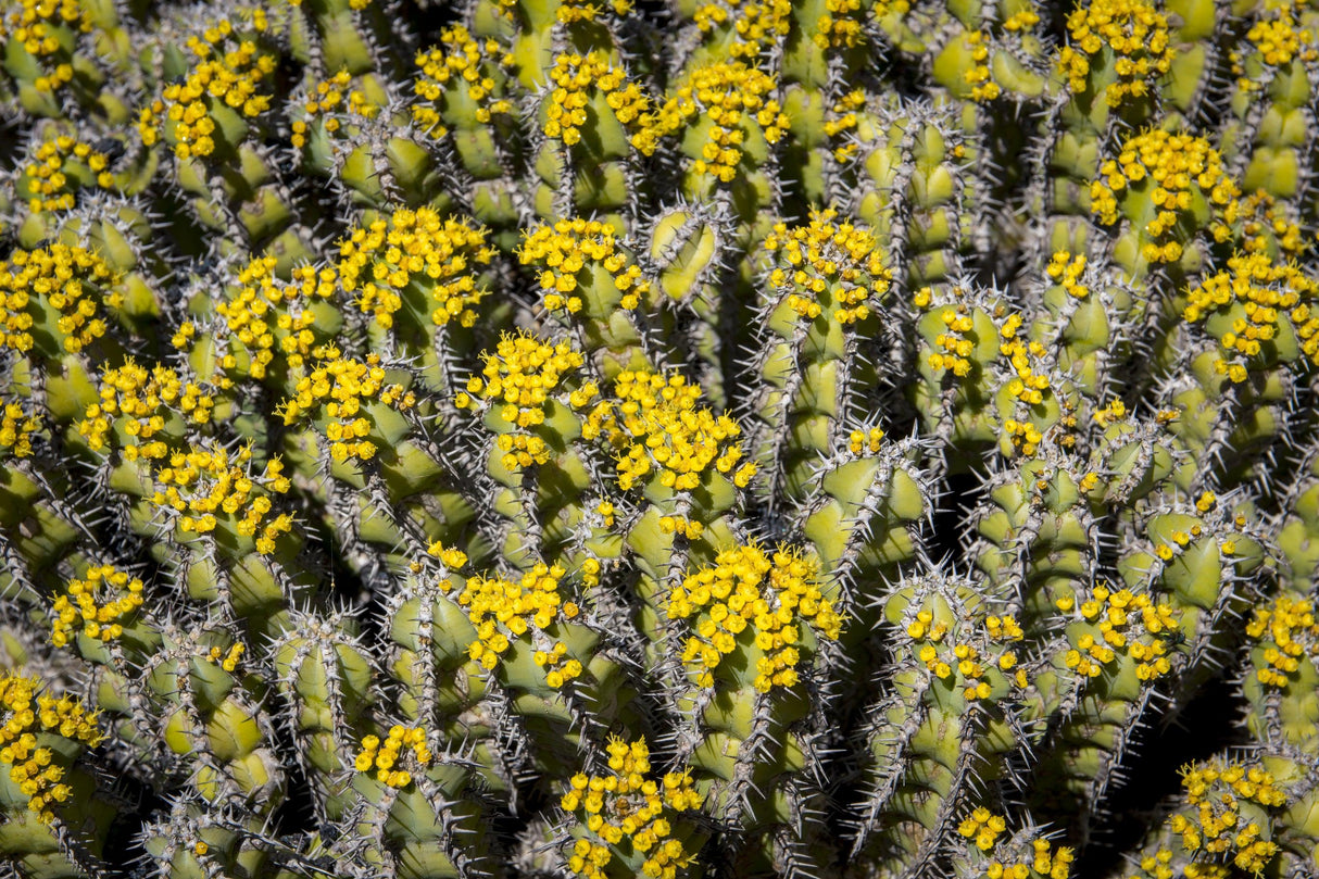 Candelabrum Cactus - Euphorbia eritrea - Brisbane Plant Nursery