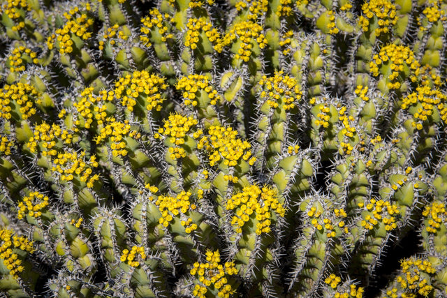 Candelabrum Cactus - Euphorbia eritrea - Brisbane Plant Nursery