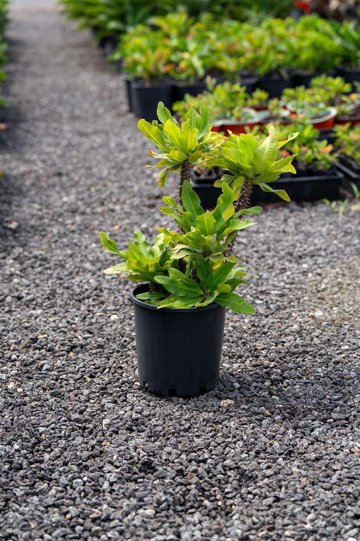 Crown of Thorns - Euphorbia milii - Brisbane Plant Nursery