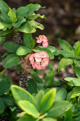 Crown of Thorns - Euphorbia milii - Brisbane Plant Nursery