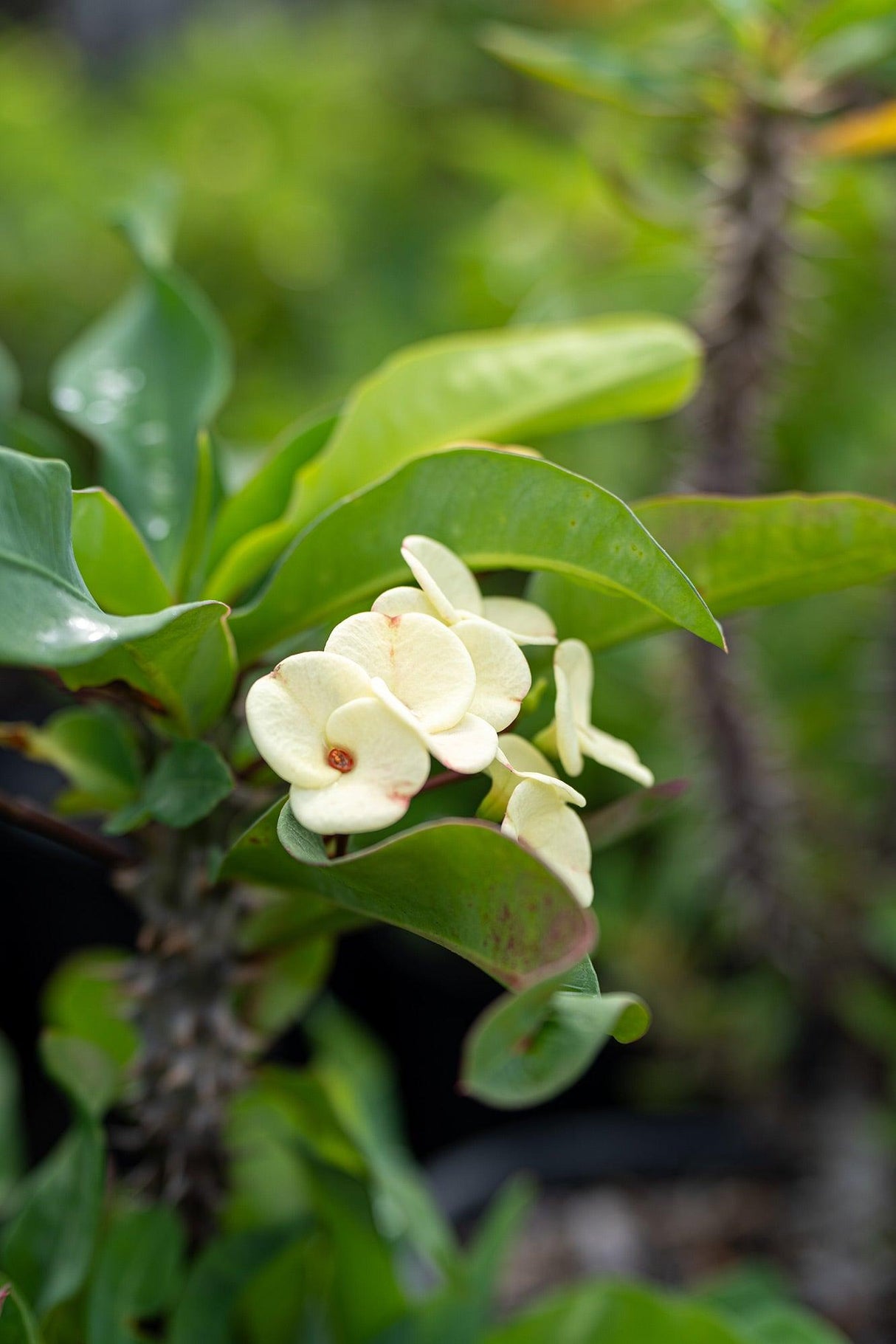 Crown of Thorns - Euphorbia milii - Brisbane Plant Nursery