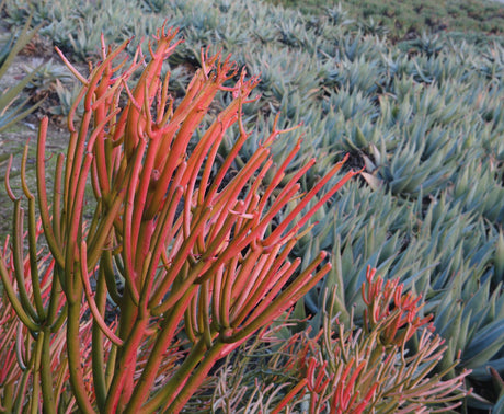 Firesticks Euphorbia - Euphorbia tirucalli 'Firesticks' - Brisbane Plant Nursery