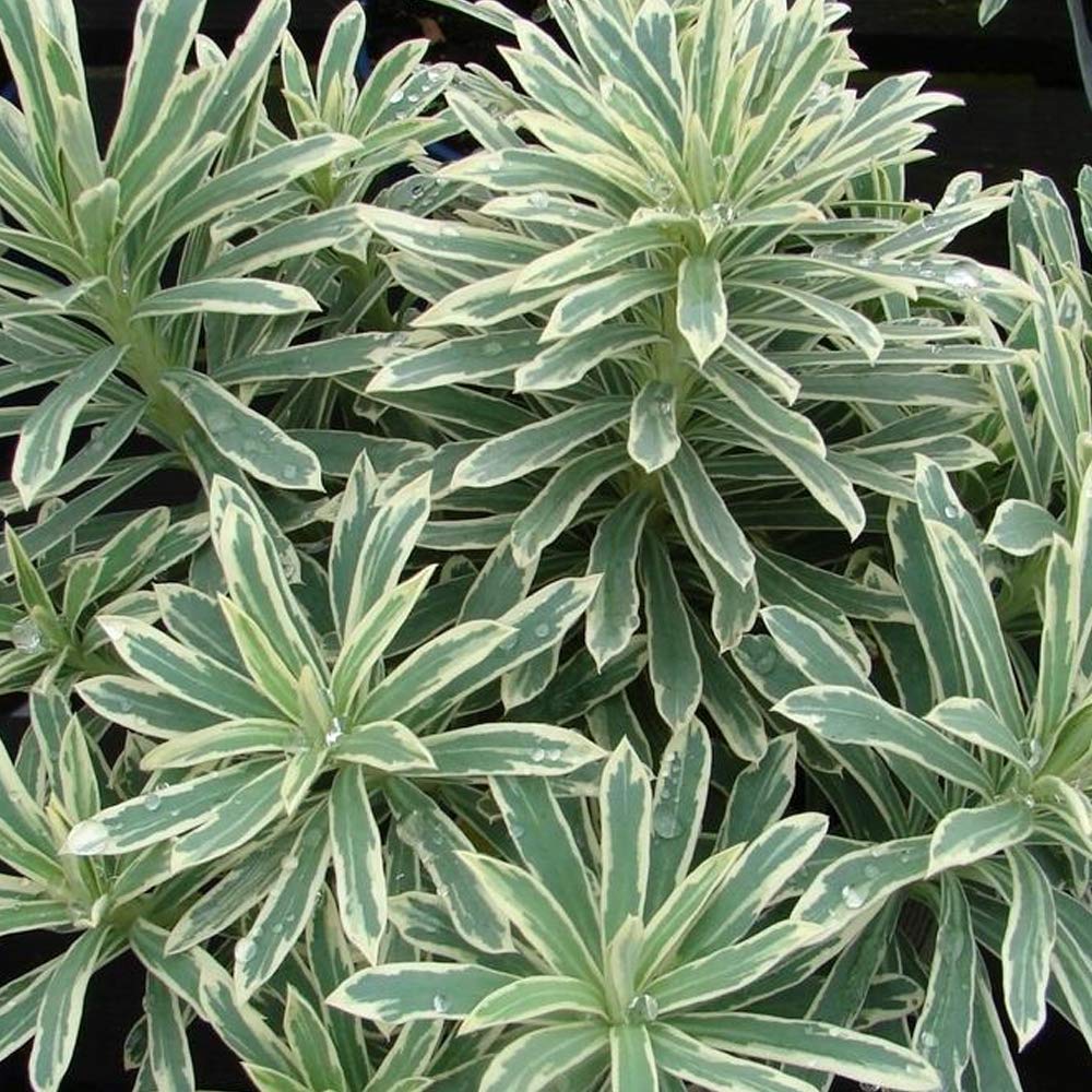 Silver Swan Euphorbia - Euphorbia characias 'Silver Swan' - Brisbane Plant Nursery