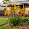 Everlasting Mega Gold™ Kangaroo Paw