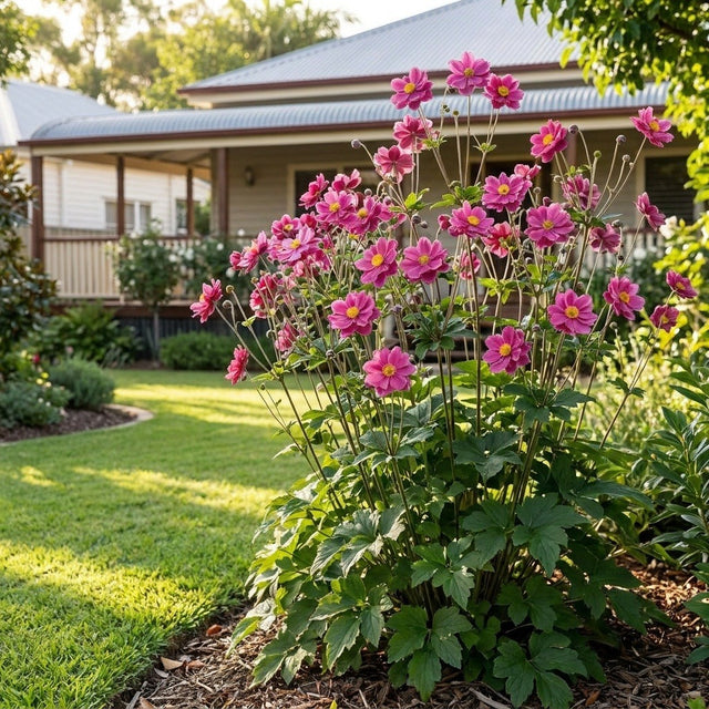 Fall In Love Sweetly Japanese Anemone (Anemone hupehensis 'Fall In Love Sweetly') growing in a mulched garden bed in front of an Australian home