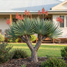 Fan Aloe