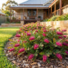 Fanfare Grevillea