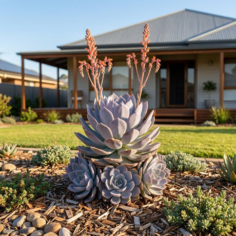 Fantastic Fountain Succulent