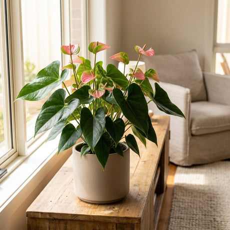 Anthurium (Anthurium andreanum)