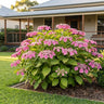 Fasan Hydrangea