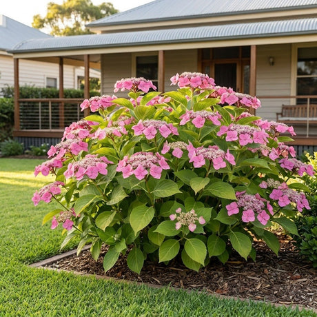 Hydrangea (Hydrangea macrophylla)