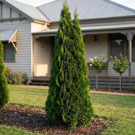 Western Red Cedar (Thuja plicata)