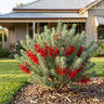 Feathery Mist™ One-Sided Bottlebrush