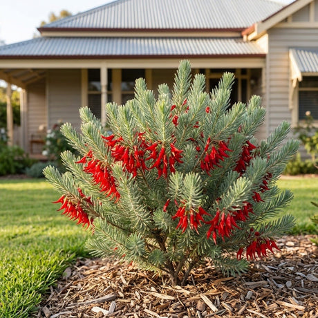 Feathery Mist One-Sided Bottlebrush (Calothamnus hirsutus)