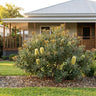 Fern Leaved Banksia