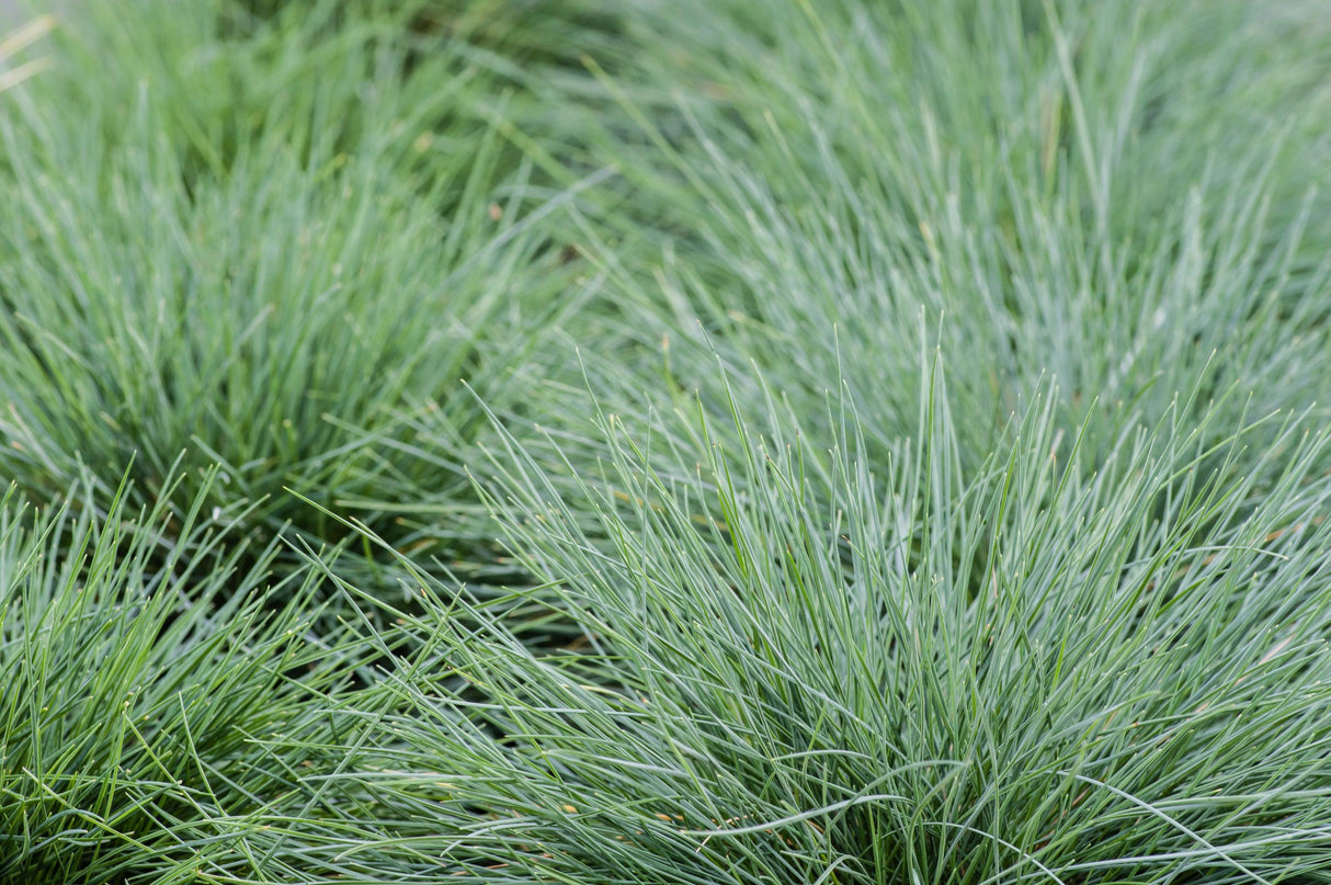 Blue Fescue - Festuca glauca - Brisbane Plant Nursery