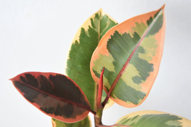 Ruby Rubber Plant - Ficus elastica 'Ruby' - Brisbane Plant Nursery