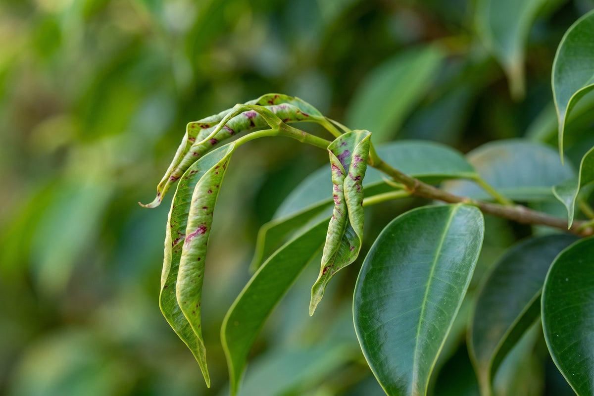 Ficus hillii shoot tips with young leaves folded and curled by thrips
