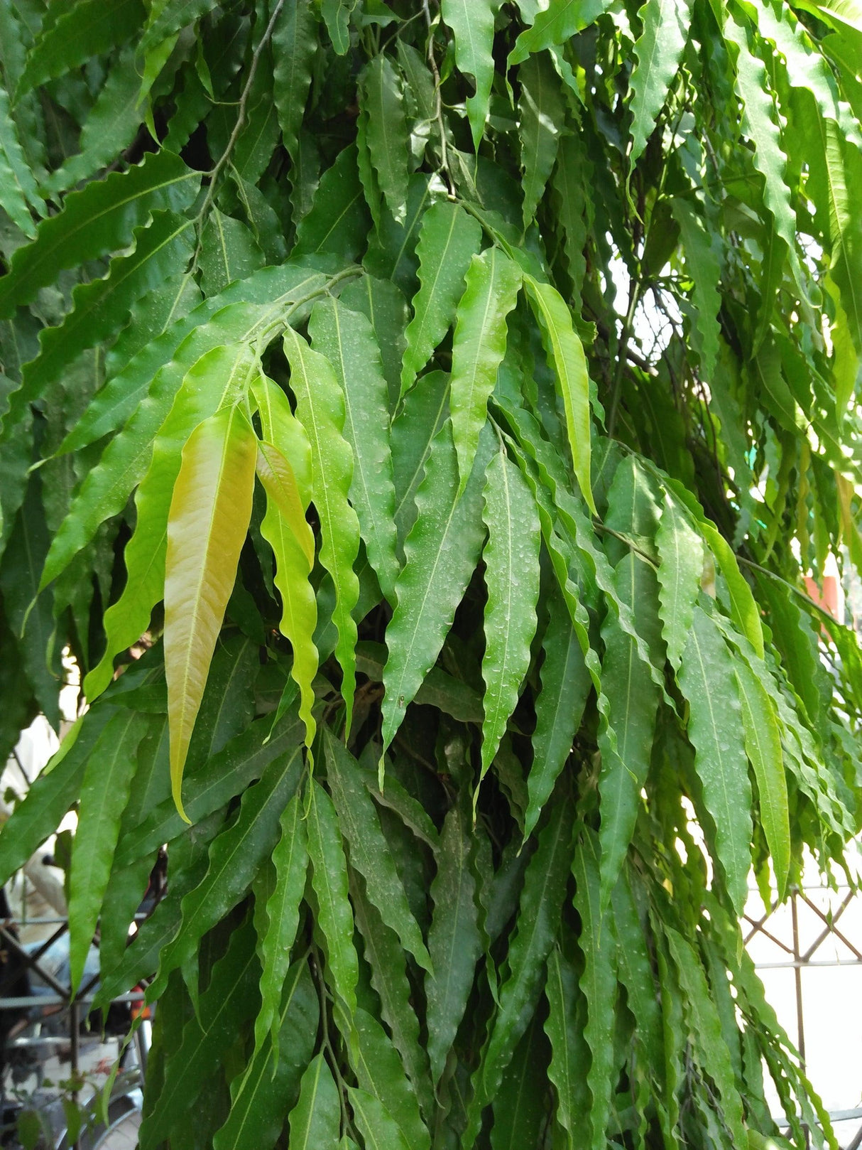 Sabre Tooth Fig - Ficus longifolia - Brisbane Plant Nursery