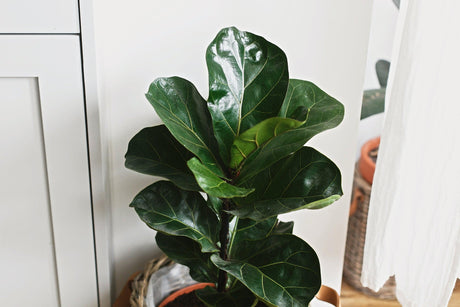 Dwarf Fiddle Leaf Fig - Ficus lyrata Bambino - Brisbane Plant Nursery