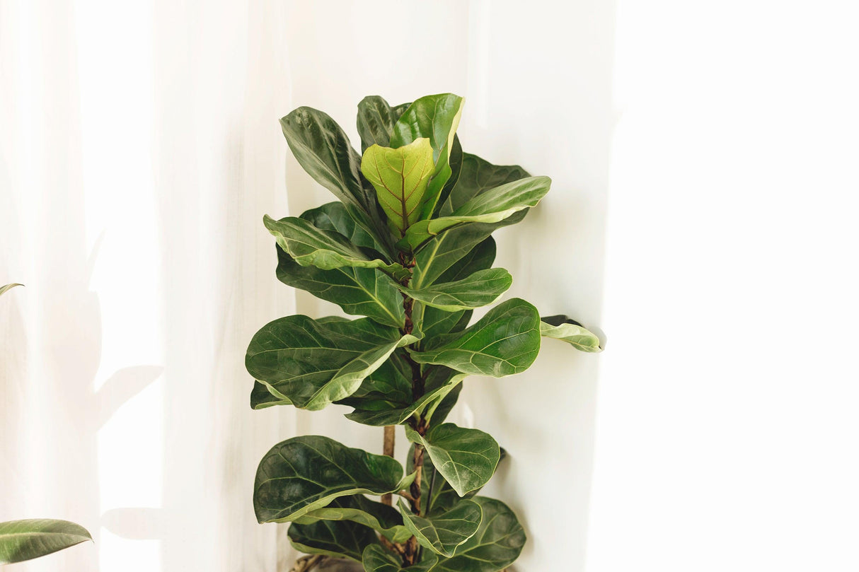 Fiddle Leaf Fig - Ficus Lyrata - Brisbane Plant Nursery