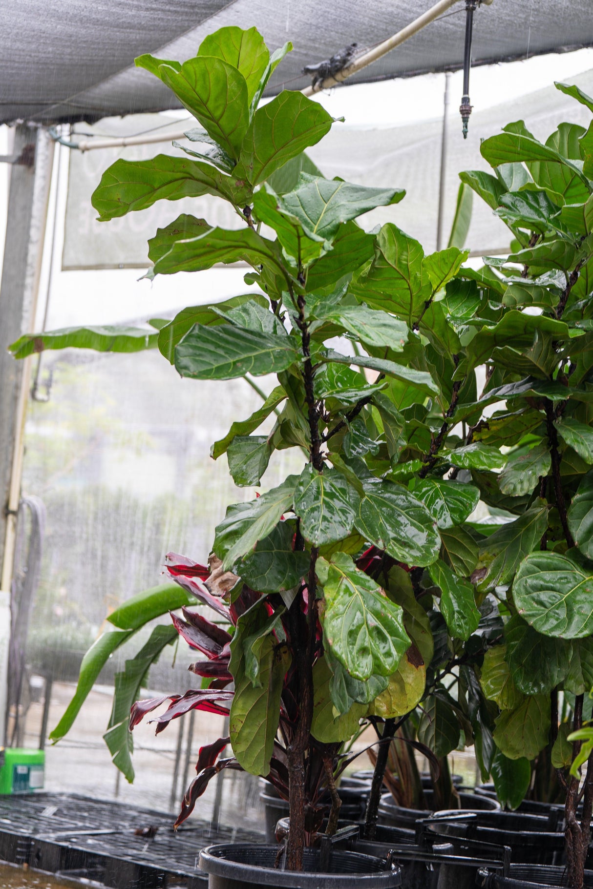 Fiddle Leaf Fig - Ficus Lyrata - Brisbane Plant Nursery