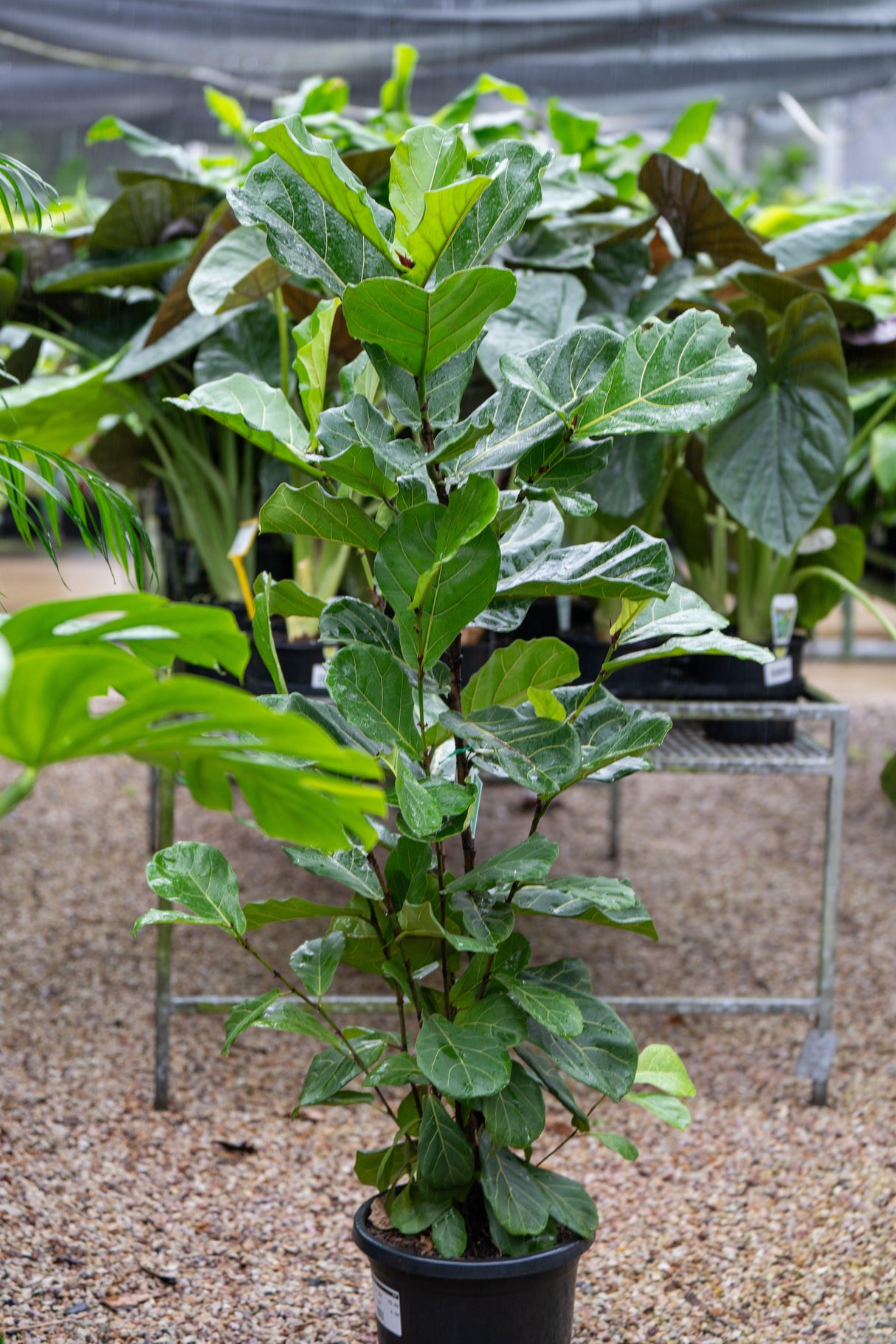 Fiddle Leaf Fig - Ficus Lyrata - Brisbane Plant Nursery