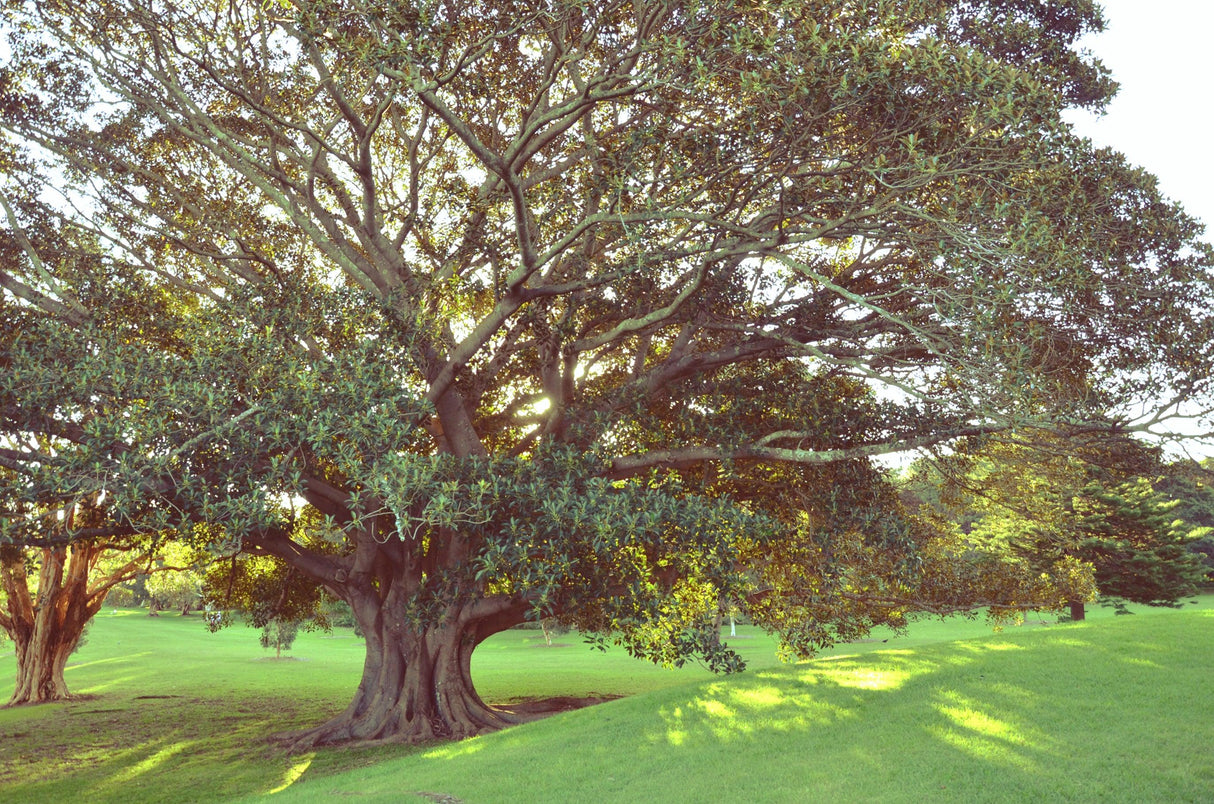 Moreton Bay Fig Tree - Ficus macrophylla - Brisbane Plant Nursery